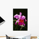 Studio Shot Of Single Purple Cattleya Orchid On Plant Wall Mural