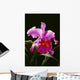 Studio Shot Of Single Purple Cattleya Orchid On Plant Wall Mural