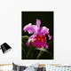 Studio Shot Of Single Purple Cattleya Orchid On Plant Wall Mural