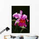 Studio Shot Of Single Purple Cattleya Orchid On Plant Wall Mural