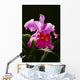 Studio Shot Of Single Purple Cattleya Orchid On Plant Wall Mural