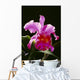 Studio Shot Of Single Purple Cattleya Orchid On Plant Wall Mural