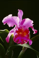 Studio Shot Of Single Purple Cattleya Orchid On Plant Wall Mural