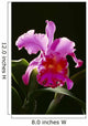 Studio Shot Of Single Purple Cattleya Orchid On Plant Wall Mural