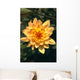 Close-Up Single Dahlia Flower Wall Mural