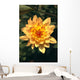 Close-Up Single Dahlia Flower Wall Mural