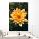 Close-Up Single Dahlia Flower Wall Mural