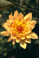 Close-Up Single Dahlia Flower Wall Mural