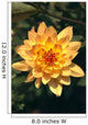 Close-Up Single Dahlia Flower Wall Mural