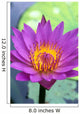 Close-Up Detail Of Vibrant Lily Flower, Lily Pad Wall Mural