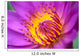 Extreme Close-Up Of Water Lily Wall Mural