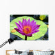 Close-Up Of Single Bright Pink Water Lily With Yellow Center, Lily Pad Wall Mural