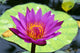 Close-Up Of Single Bright Pink Water Lily With Yellow Center, Lily Pad Wall Mural