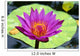 Close-Up Of Single Bright Pink Water Lily With Yellow Center, Lily Pad Wall Mural