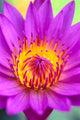 Extreme Close-Up Of Center Of Pink Water Lily Flower, Yellow Center Wall Mural