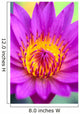 Extreme Close-Up Of Center Of Pink Water Lily Flower, Yellow Center Wall Mural