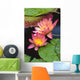 Close-Up Of Two Pink Water Lily Flowers, Lily Pads Wall Mural