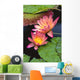 Close-Up Of Two Pink Water Lily Flowers, Lily Pads Wall Mural