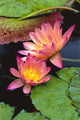 Close-Up Of Two Pink Water Lily Flowers, Lily Pads Wall Mural