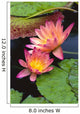 Close-Up Of Two Pink Water Lily Flowers, Lily Pads Wall Mural