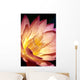 Detailed Image Of Pink Water Lily With Yellow Inside, Extreme Close-Up Wall Mural