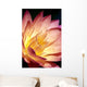 Detailed Image Of Pink Water Lily With Yellow Inside, Extreme Close-Up Wall Mural