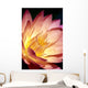 Detailed Image Of Pink Water Lily With Yellow Inside, Extreme Close-Up Wall Mural