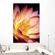 Detailed Image Of Pink Water Lily With Yellow Inside, Extreme Close-Up Wall Mural