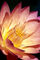 Detailed Image Of Pink Water Lily With Yellow Inside, Extreme Close-Up Wall Mural