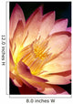 Detailed Image Of Pink Water Lily With Yellow Inside, Extreme Close-Up Wall Mural