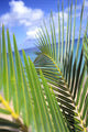 View Through Green Palm Leaves Of Blue Sky Wall Mural