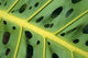Extreme Close-Up Of An Ape Plant, Symmetrical Holes Wall Mural