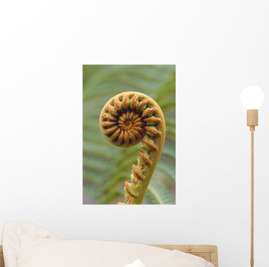 Close-Up Of A Curled 'ama'uma'u Fern, Blurred Background Wall Mural
