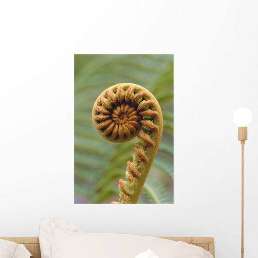 Close-Up Of A Curled 'ama'uma'u Fern, Blurred Background Wall Mural