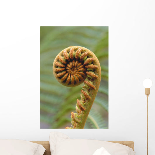 Close-Up Of A Curled 'ama'uma'u Fern, Blurred Background Wall Mural