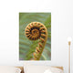 Close-Up Of A Curled 'ama'uma'u Fern, Blurred Background Wall Mural