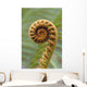 Close-Up Of A Curled 'ama'uma'u Fern, Blurred Background Wall Mural