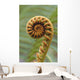 Close-Up Of A Curled 'ama'uma'u Fern, Blurred Background Wall Mural