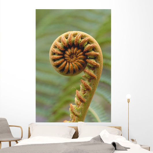 Close-Up Of A Curled 'ama'uma'u Fern, Blurred Background Wall Mural