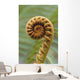 Close-Up Of A Curled 'ama'uma'u Fern, Blurred Background Wall Mural