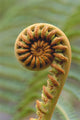 Close-Up Of A Curled 'ama'uma'u Fern, Blurred Background Wall Mural