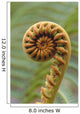 Close-Up Of A Curled 'ama'uma'u Fern, Blurred Background Wall Mural