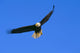 Alaska, Inside Passage, View Of A Bald Eagle In Flight, Hunting Wall Mural