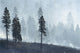 Logged Forest Wall Mural