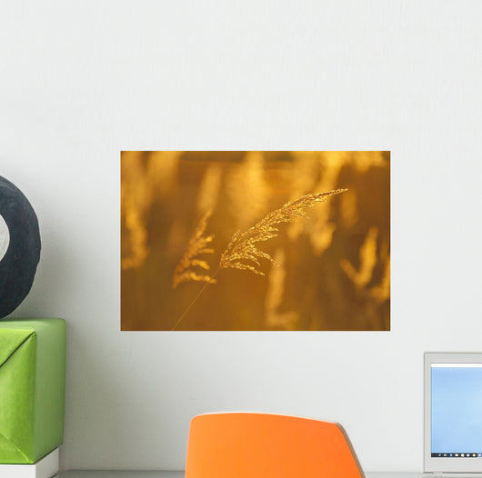 Golden Light Wall Mural