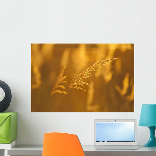 Golden Light Wall Mural