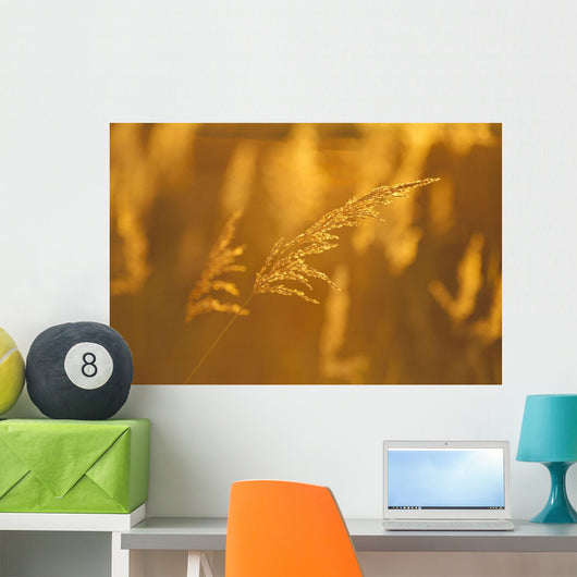 Golden Light Wall Mural