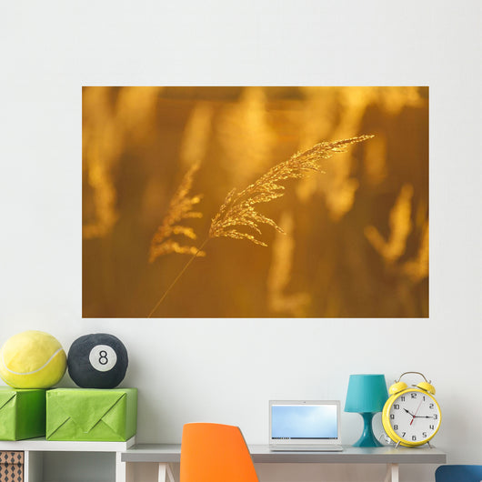 Golden Light Wall Mural