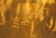 Golden Light Wall Mural