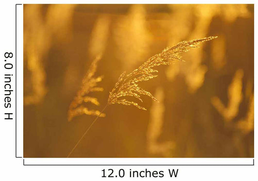 Golden Light Wall Mural